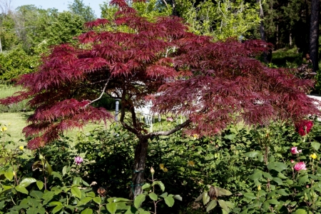 Acero Rosso