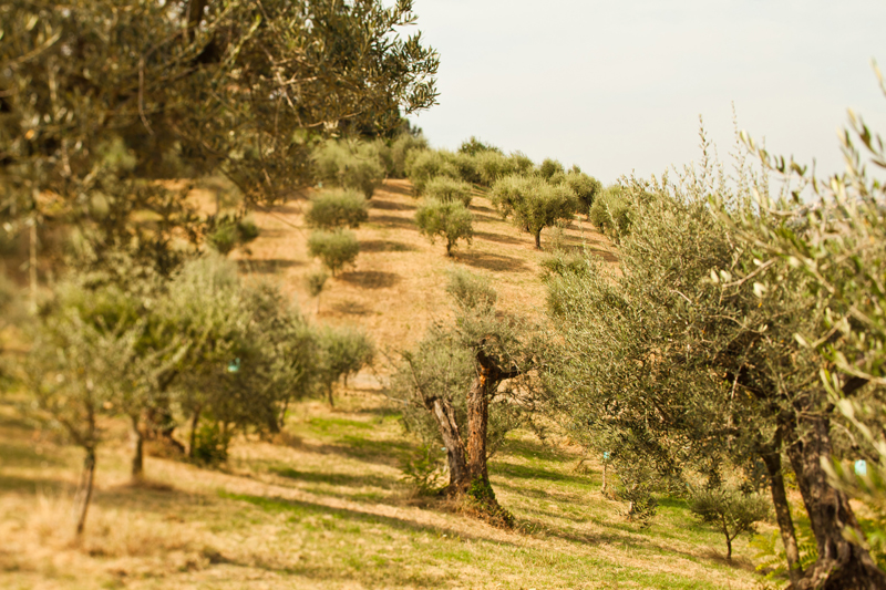 tenuta il poggio